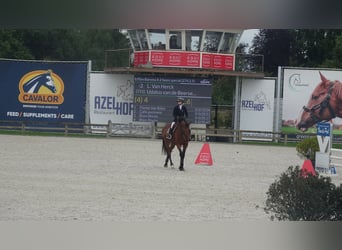 BWP (cheval de sang belge), Hongre, 6 Ans, 173 cm, Bai