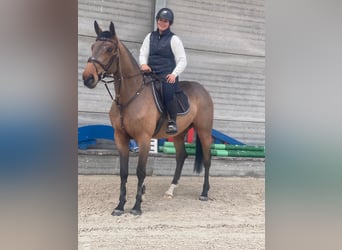 BWP (cheval de sang belge), Hongre, 6 Ans, 173 cm, Bai