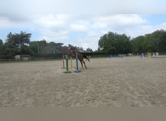 BWP (cheval de sang belge), Hongre, 6 Ans, 173 cm, Bai