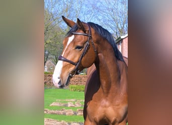 BWP (cheval de sang belge), Hongre, 6 Ans, 174 cm, Bai cerise