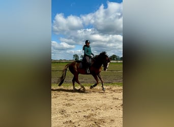 BWP (cheval de sang belge), Hongre, 6 Ans, 175 cm, Alezan brûlé