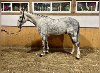 BWP (cheval de sang belge), Hongre, 6 Ans, Gris pommelé