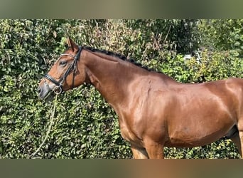 BWP (cheval de sang belge), Hongre, 7 Ans, 166 cm, Bai