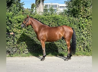 BWP (cheval de sang belge), Hongre, 7 Ans, 166 cm, Bai