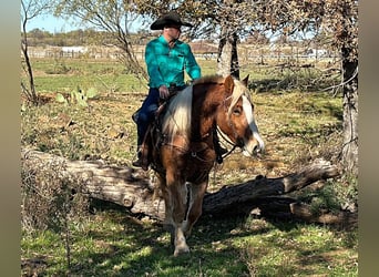 BWP (cheval de sang belge), Hongre, 7 Ans, 168 cm, Alezan brûlé