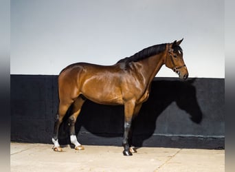 BWP (cheval de sang belge), Hongre, 7 Ans, 172 cm, Bai cerise