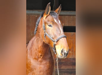 BWP (cheval de sang belge), Hongre, 7 Ans, Bai cerise