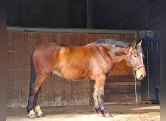 BWP (cheval de sang belge), Hongre, 7 Ans, Bai cerise
