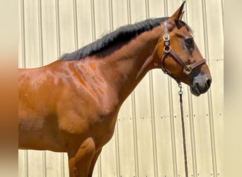 BWP (cheval de sang belge), Hongre, 8 Ans, 160 cm, Bai cerise