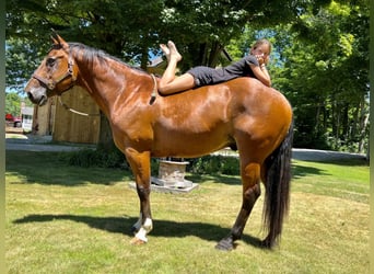 BWP (cheval de sang belge), Hongre, 8 Ans, 160 cm, Bai cerise