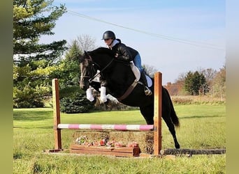 BWP (cheval de sang belge), Hongre, 8 Ans, 160 cm, Noir