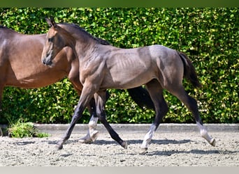 BWP (cheval de sang belge), Hongre, Poulain (03/2024), Bai cerise