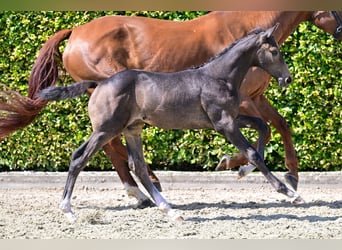 BWP (cheval de sang belge), Hongre, Poulain (05/2024), Gris