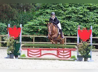 BWP (cheval de sang belge), Jument, 10 Ans, 161 cm, Alezan brûlé