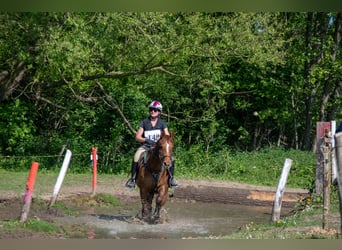BWP (cheval de sang belge), Jument, 10 Ans, 161 cm, Alezan brûlé