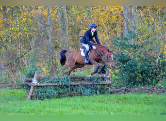 BWP (cheval de sang belge), Jument, 10 Ans, 161 cm, Alezan brûlé