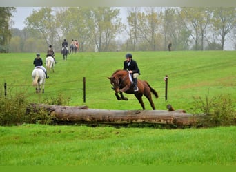 BWP (cheval de sang belge), Jument, 10 Ans, 161 cm, Alezan brûlé