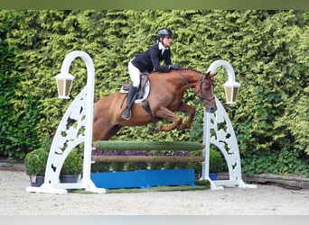 BWP (cheval de sang belge), Jument, 10 Ans, 161 cm, Alezan brûlé