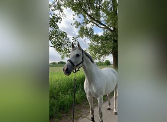 BWP (cheval de sang belge), Jument, 10 Ans, 164 cm, Blanc