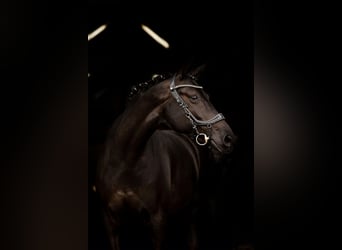 BWP (cheval de sang belge), Jument, 10 Ans, 165 cm, Noir