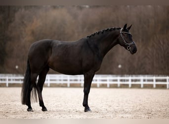 BWP (cheval de sang belge), Jument, 10 Ans, 165 cm, Noir