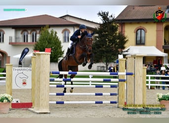 BWP (cheval de sang belge), Jument, 10 Ans, 170 cm, Bai