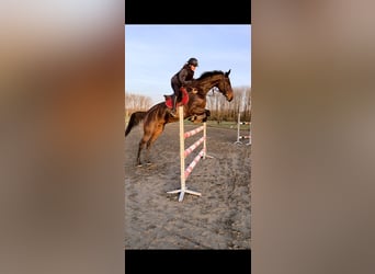 BWP (cheval de sang belge), Jument, 10 Ans, 172 cm, Bai brun