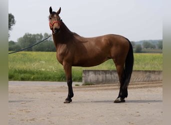 BWP (cheval de sang belge), Jument, 10 Ans, Bai cerise