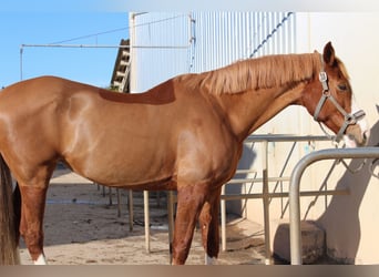 BWP (cheval de sang belge), Jument, 11 Ans, 165 cm, Alezan
