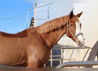 BWP (cheval de sang belge), Jument, 11 Ans, 165 cm, Alezan