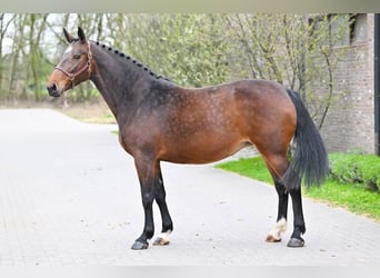 BWP (cheval de sang belge), Jument, 11 Ans, 171 cm, Bai