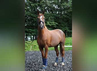 BWP (cheval de sang belge), Jument, 13 Ans, 162 cm, Alezan