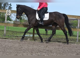 BWP (cheval de sang belge), Jument, 14 Ans, 165 cm, Bai brun