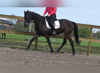 BWP (cheval de sang belge), Jument, 14 Ans, 165 cm, Bai brun