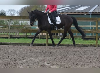 BWP (cheval de sang belge), Jument, 15 Ans, 165 cm, Bai brun