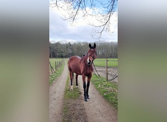 BWP (cheval de sang belge), Jument, 16 Ans, 165 cm, Bai brun