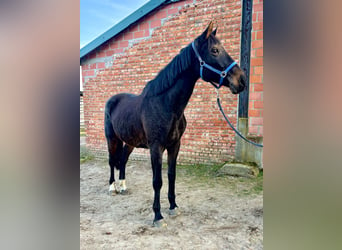 BWP (cheval de sang belge), Jument, 16 Ans, 170 cm, Bai brun foncé