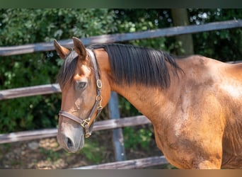 BWP (cheval de sang belge), Jument, 17 Ans, 172 cm, Bai