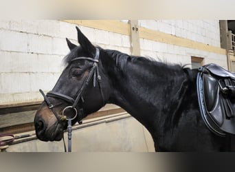 BWP (cheval de sang belge), Jument, 18 Ans, 169 cm, Bai brun foncé