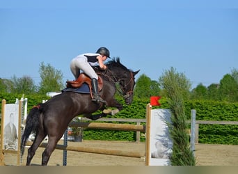 BWP (cheval de sang belge), Jument, 19 Ans, 167 cm, Noir