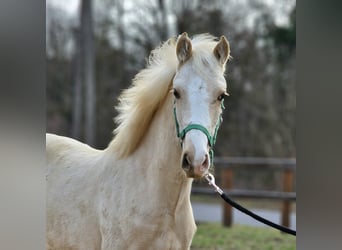 BWP (cheval de sang belge), Jument, 1 Année, 136 cm, Palomino