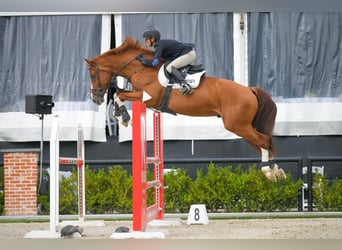 BWP (cheval de sang belge), Jument, 21 Ans, 168 cm, Bai