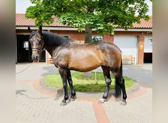 BWP (cheval de sang belge), Jument, 21 Ans, Bai brun