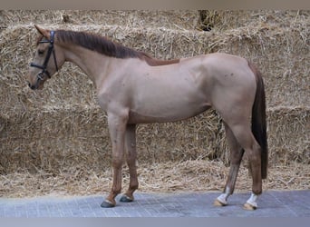 BWP (cheval de sang belge), Jument, 3 Ans, 157 cm, Alezan brûlé