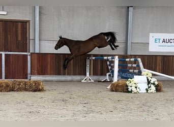 BWP (cheval de sang belge), Jument, 3 Ans, 160 cm, Bai brun