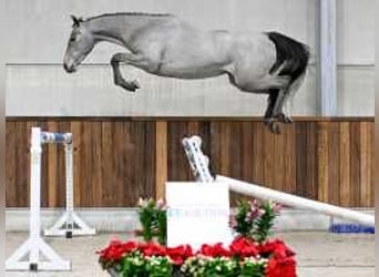 BWP (cheval de sang belge), Jument, 3 Ans, 160 cm, Blanc