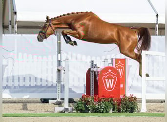 BWP (cheval de sang belge), Jument, 3 Ans, 164 cm, Alezan