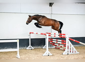 BWP (cheval de sang belge), Jument, 3 Ans, 164 cm, Bai brun