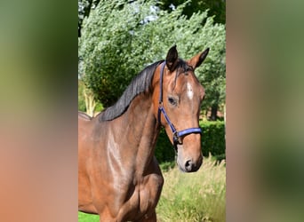 BWP (cheval de sang belge), Jument, 3 Ans, 164 cm, Bai brun