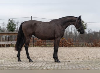 BWP (cheval de sang belge), Jument, 3 Ans, 164 cm, Bai brun foncé